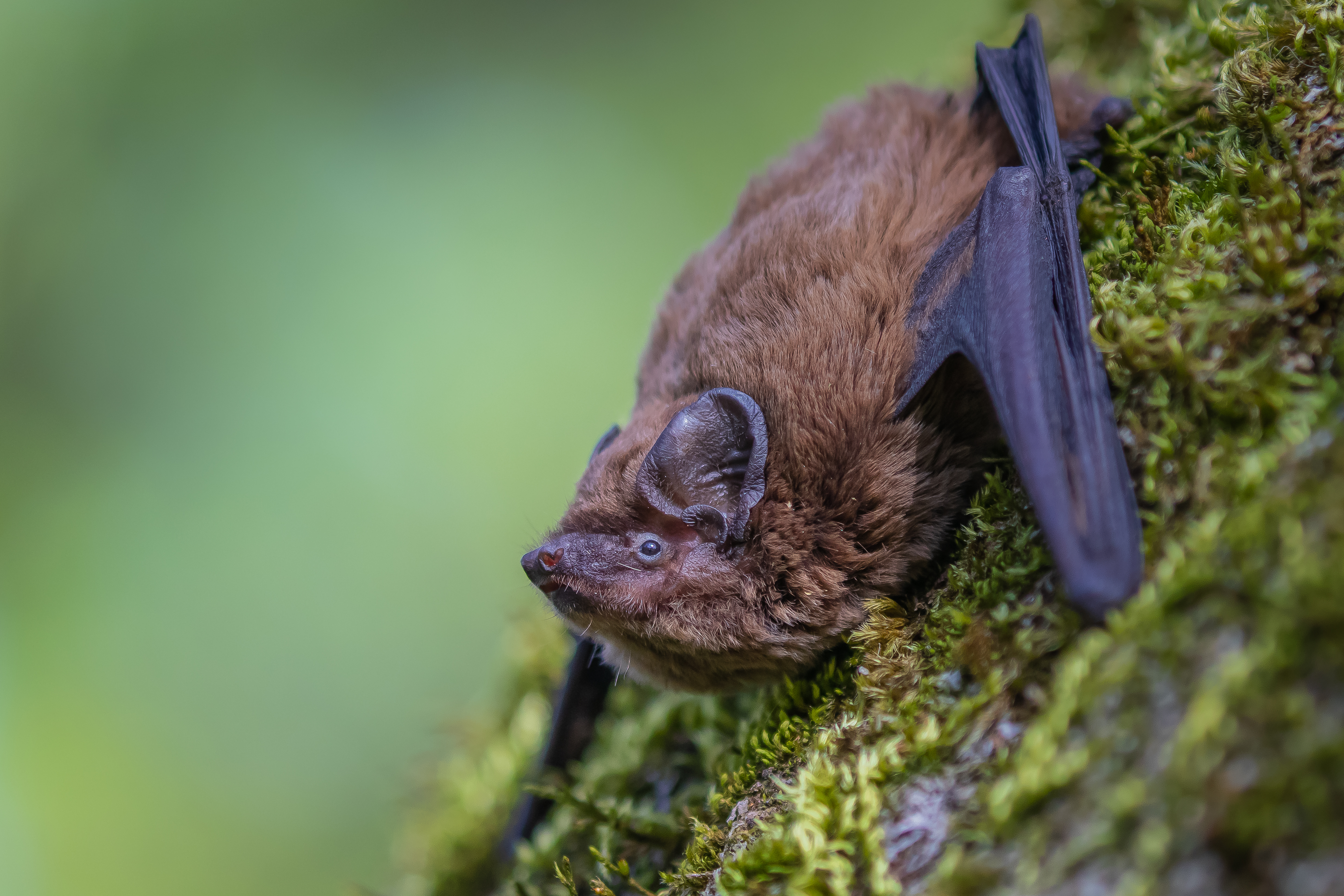 Les chauves-souris sont nos alliées, protégeons-les !