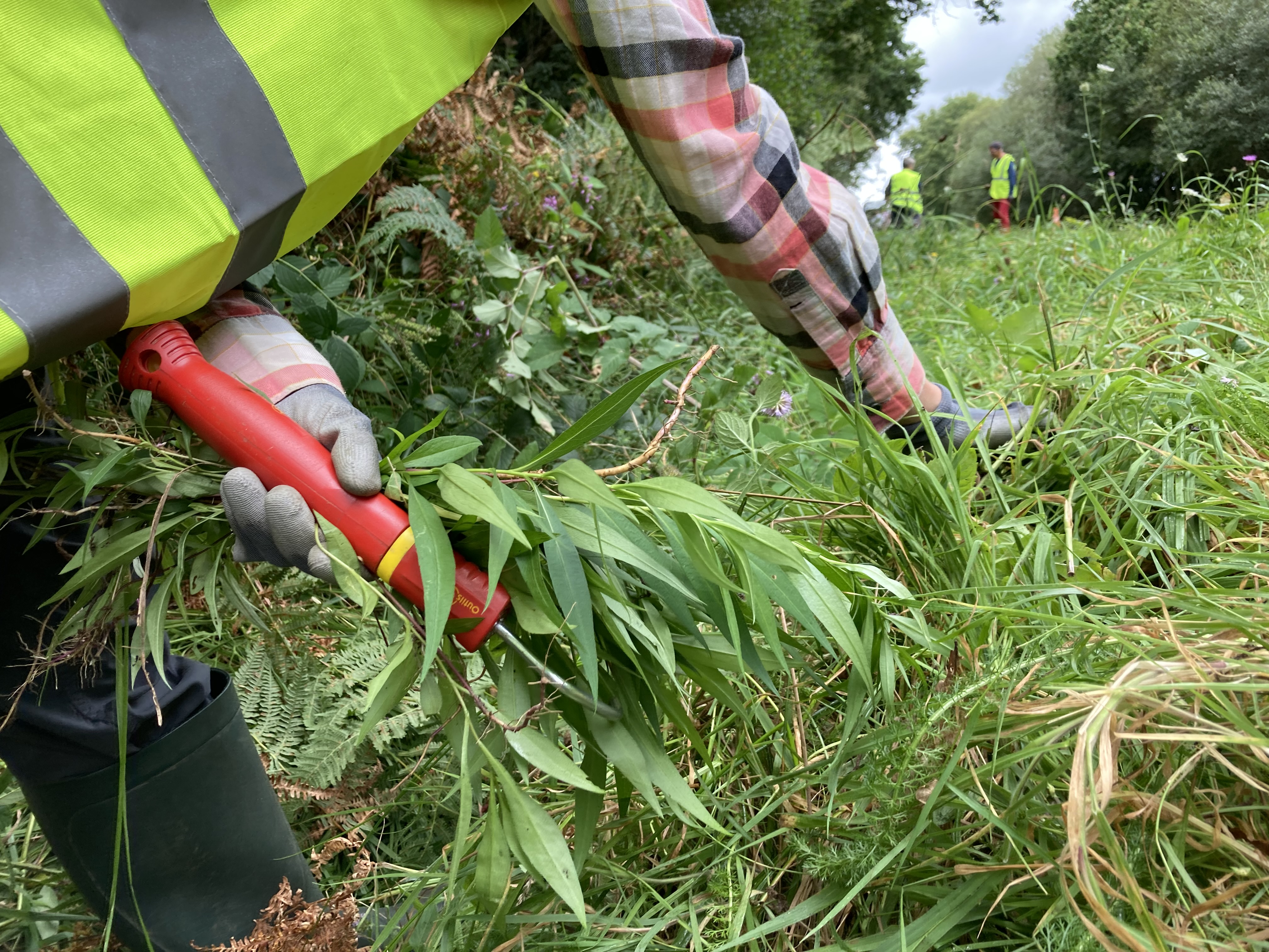 Chantier d'arrachage d'une espèce invasive (Asters) | J'agis pour la nature