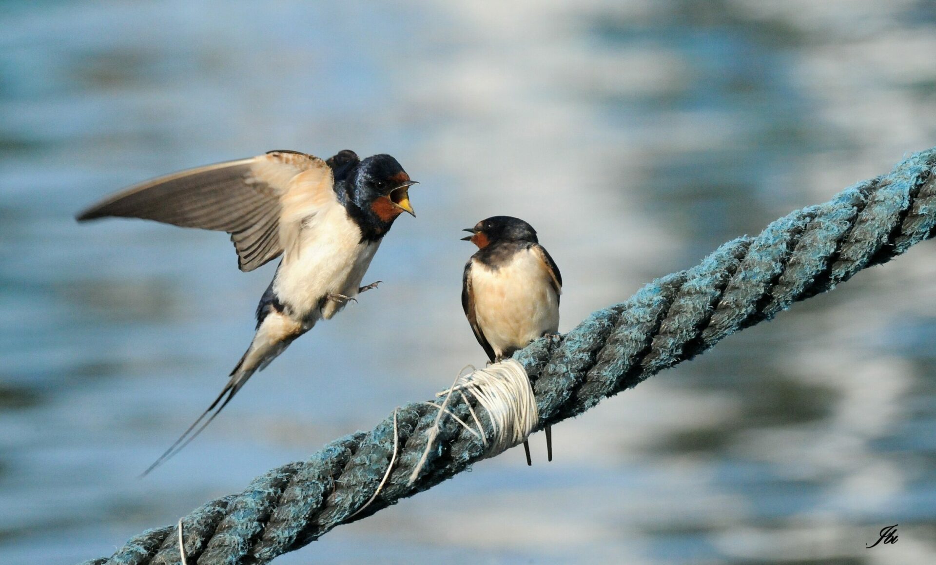 5 Mètres (10 Pièces De 0,5 Mètres) - Kit Répulsif Hirondelles SAFA