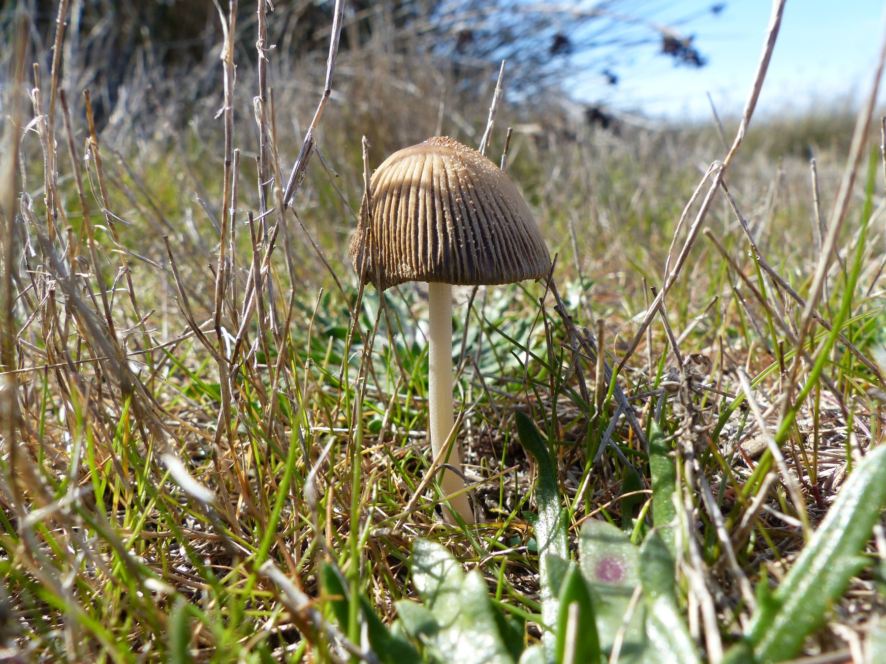 Visite guidée Découverte du site de l'étang de Bolmon J'agis pour