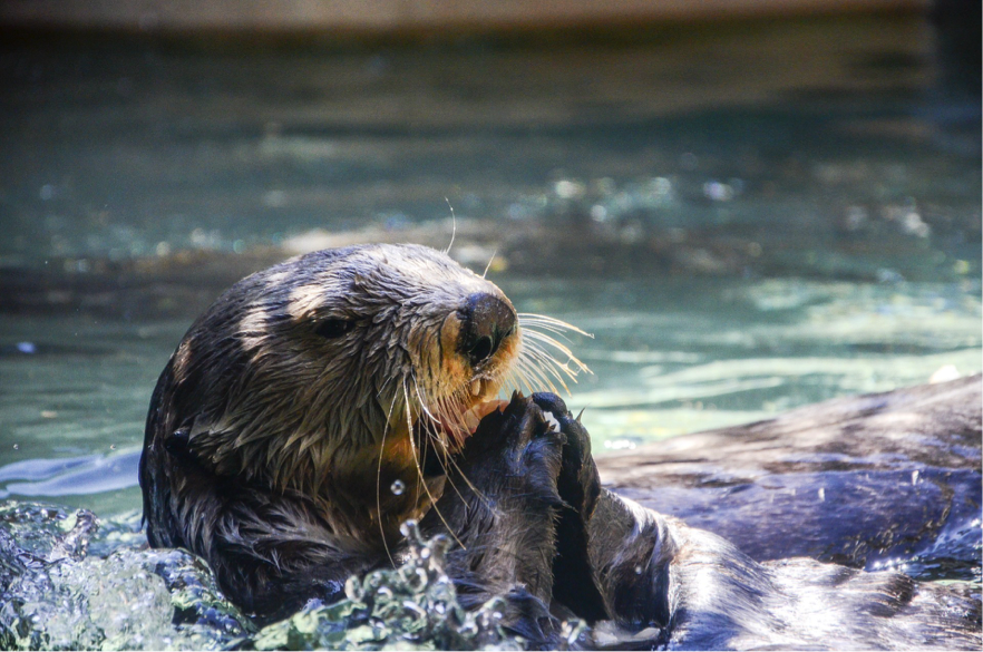 Loutre