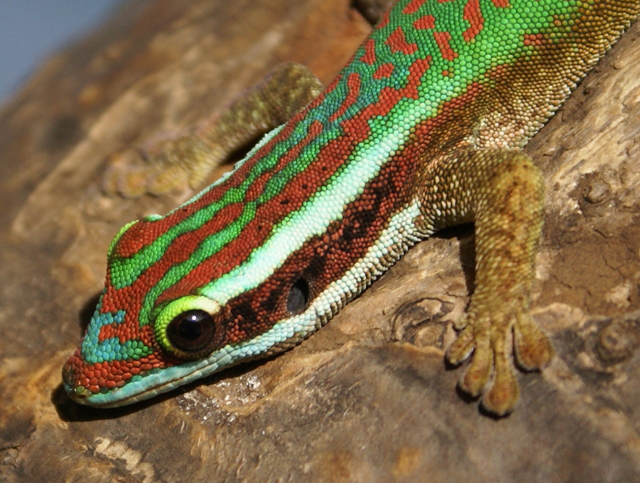 gecko vert
