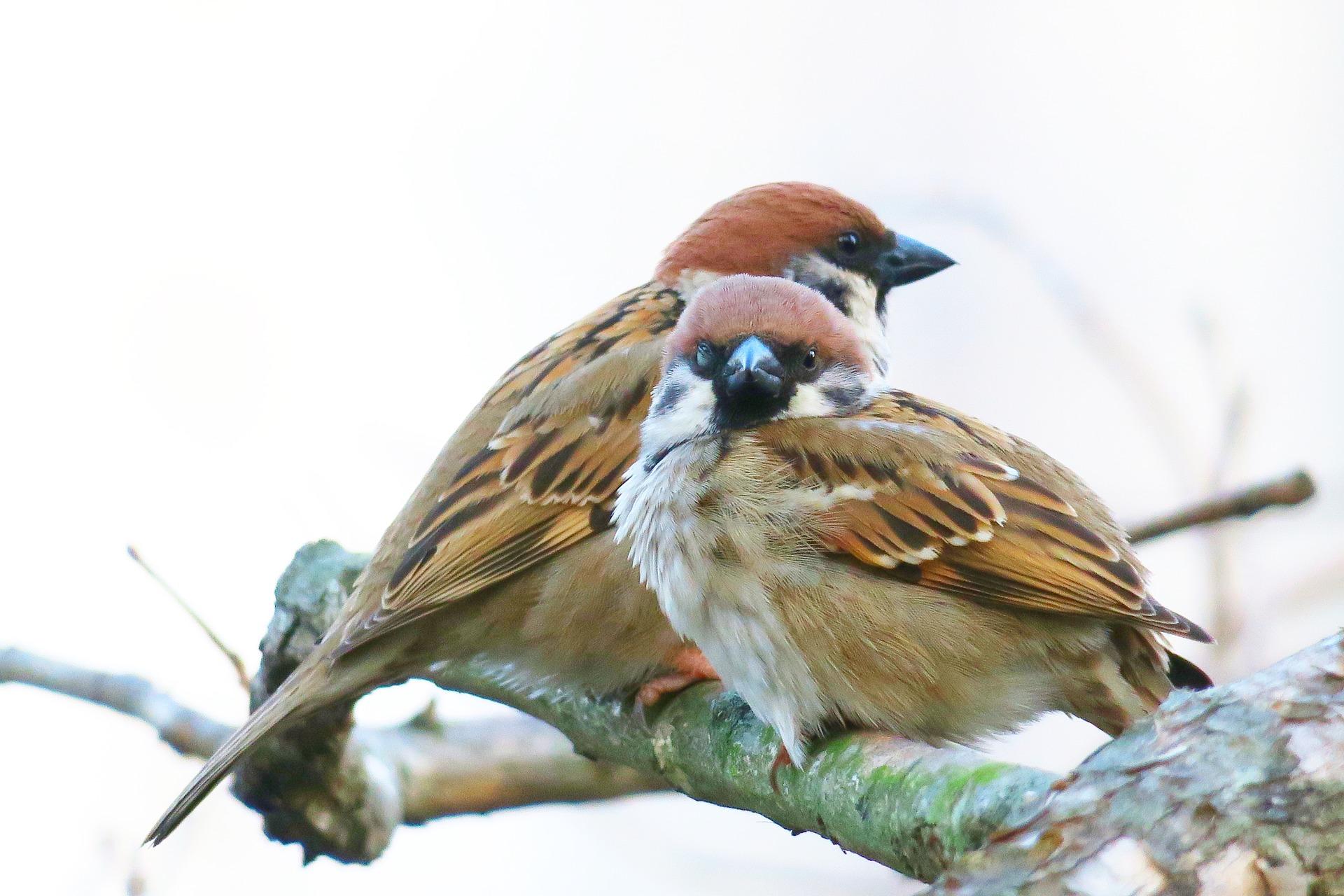 Moineau friquet