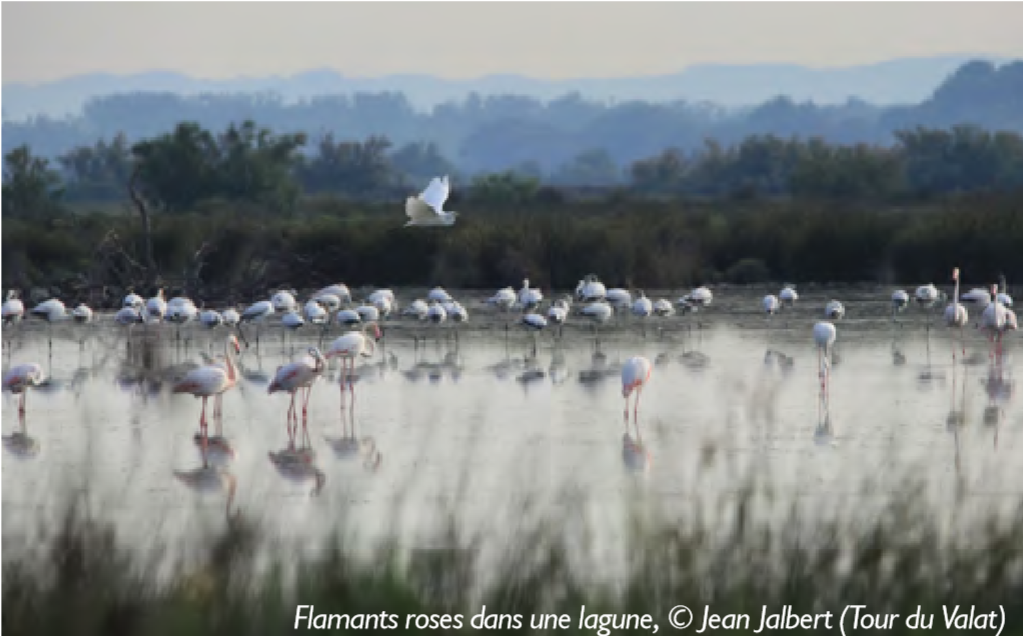 flamants-roses