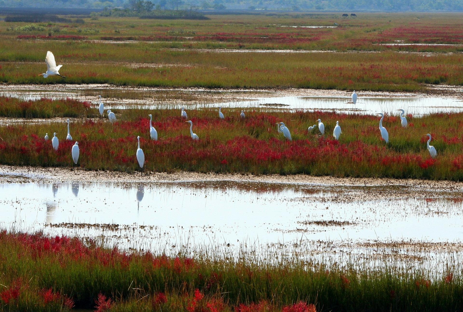 herons