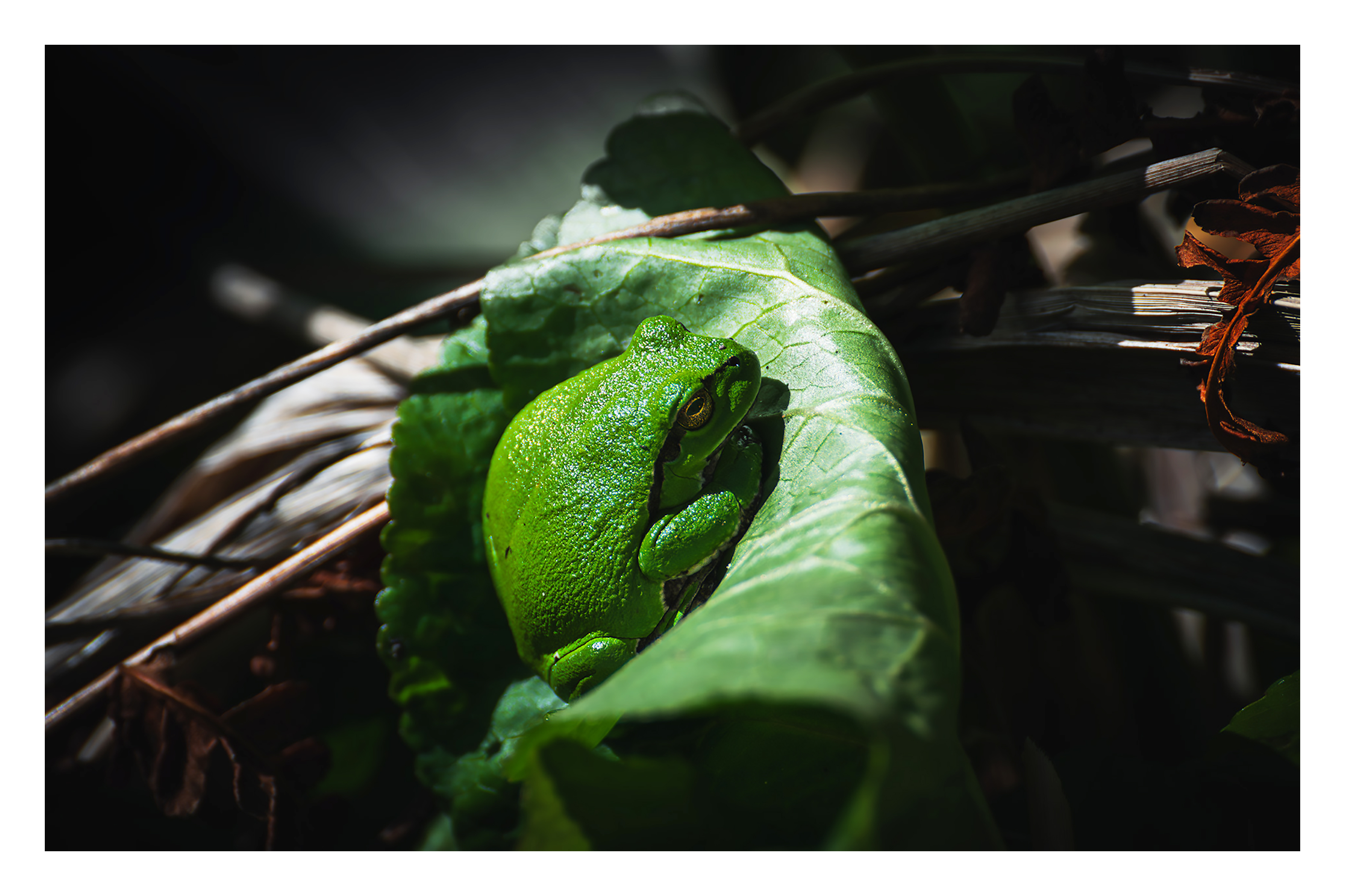 Hyla arborea