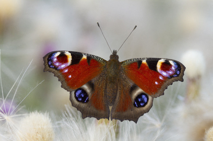Une image contenant Papillons de jour et de nuit, invertébré, insecte, Pollinisateur

Le contenu généré par l’IA peut être incorrect.