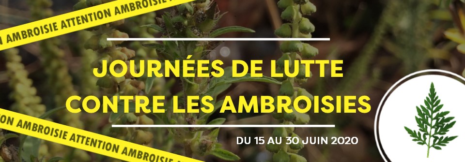 Les journées de lutte contre l'ambroisie