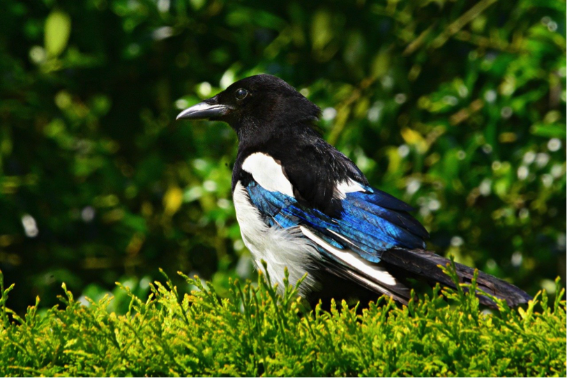 haie-oiseau