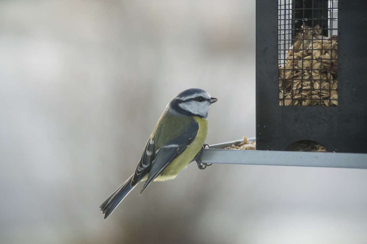 oiseau-mangeoire