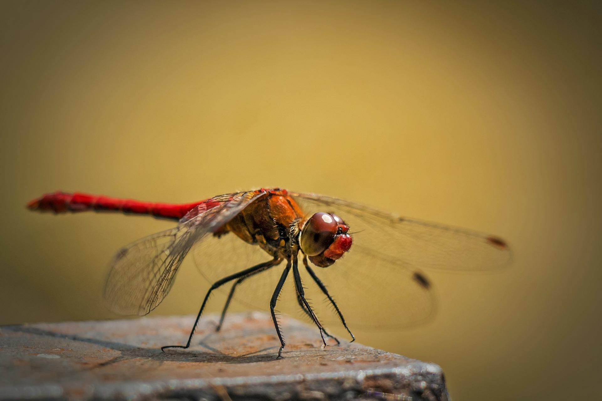 sympetrum 