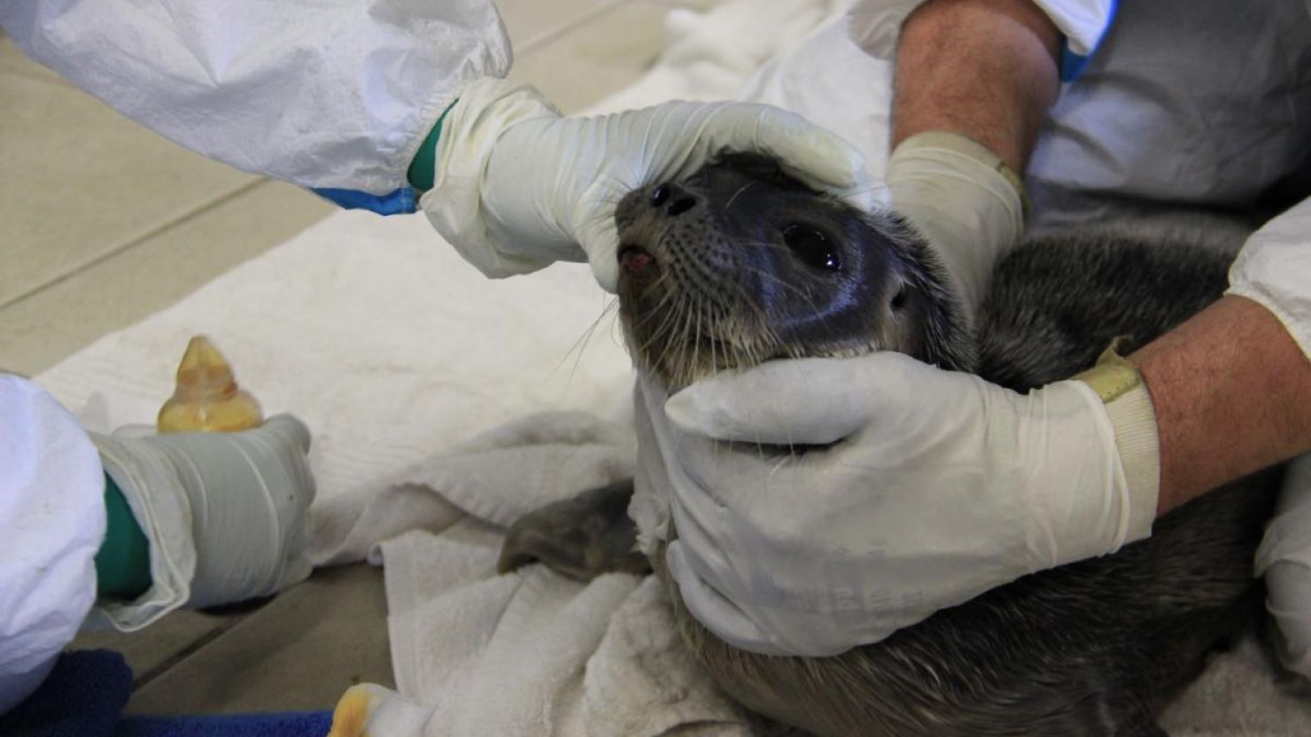 Réseau Centres De Soins Faune Sauvage Jagis Pour La Nature