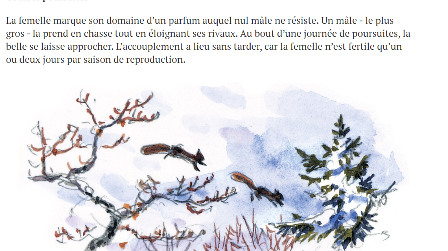 L'écureuil roux  Métropole Toulon Provence Méditerranée