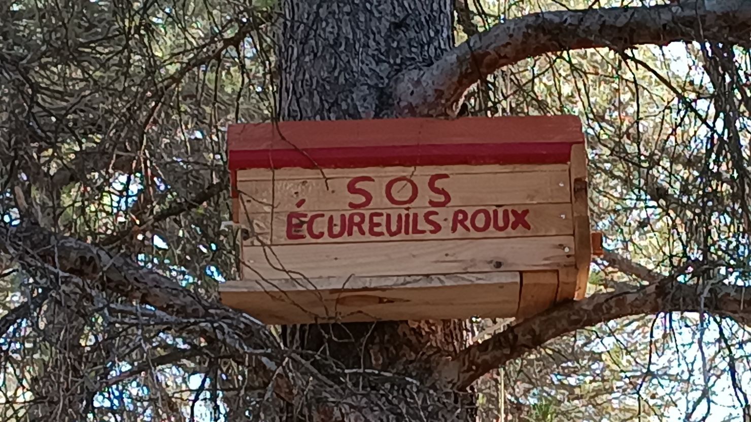 L'écureuil roux  Métropole Toulon Provence Méditerranée