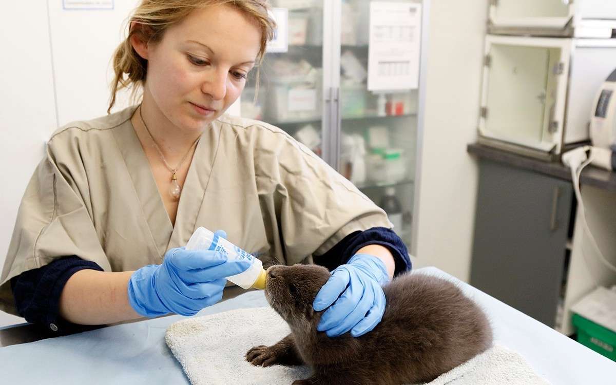 Je soigne la faune sauvage